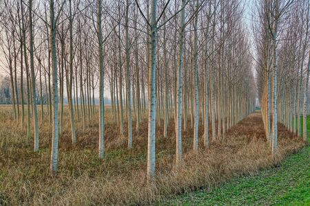 trees in forest, photo as a backgroundの写真素材
