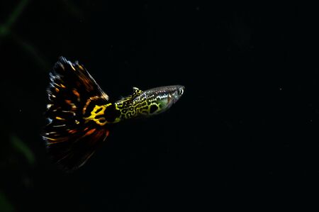 Guppy Multi Colored Fish in a Tropical Acquariumの写真素材