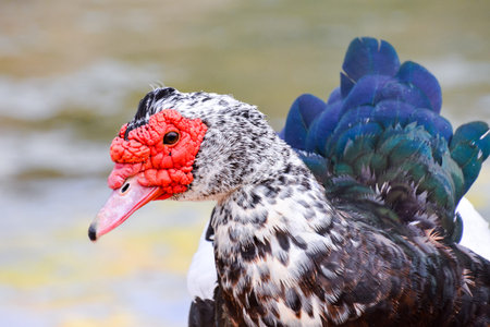 Photo picture of a Wild Animal Muskovy Duck