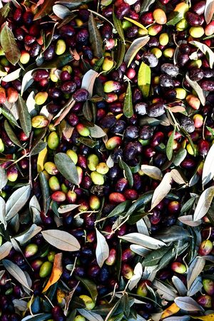 autumn leaves, beautiful photo digital pictureの写真素材