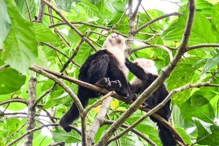 monkey in Arenal Volcano area in costa rica central america