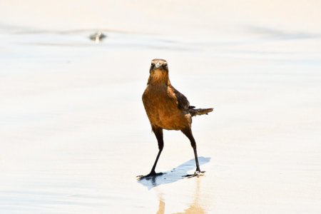 bird on beach, photo as a background, digital image