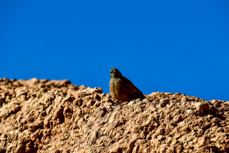 bird on a rock, photo as backgroundの写真素材