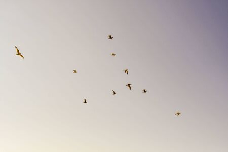 flock of birds on sunset background, photo as a background, digital imageの写真素材