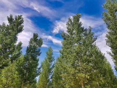trees and sky, photo as a background, digital imageの写真素材