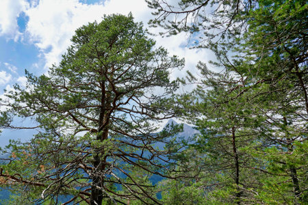 trees and sky, photo as a background, digital image