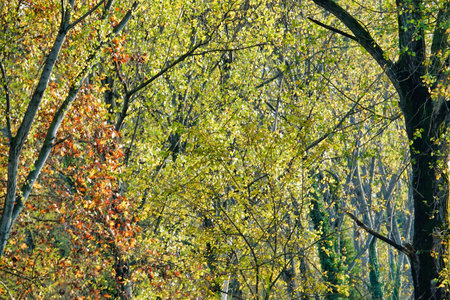 autumn leaves, photo as a background, digital image