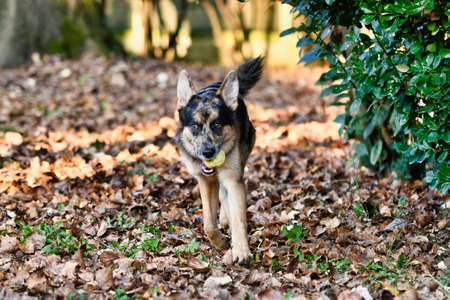 dog in park, photo as a background, digital imageの写真素材