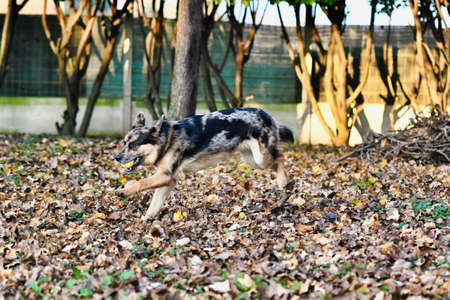 dog in basket, photo as a background, digital imageの写真素材
