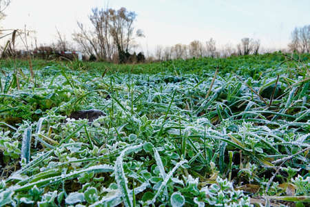 field of wheat, photo as a backgroundの写真素材