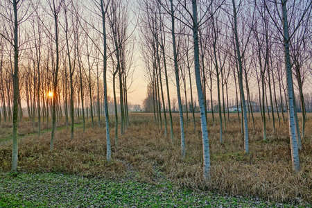 trees in forest, photo as a backgroundの写真素材