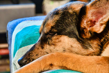 dog sleeping in bed, photo as a background, digital imageの写真素材