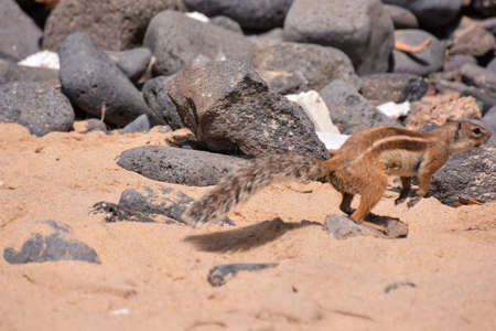 Ground Squirrel Atlantoxerus Getulusの写真素材