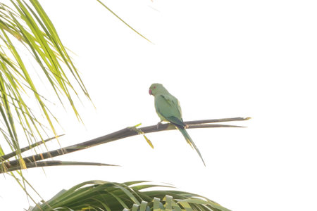 Green Palm Canarian Tree