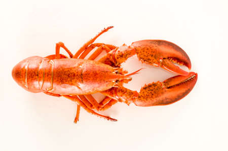 Delicious freshly steamed lobsterの写真素材
