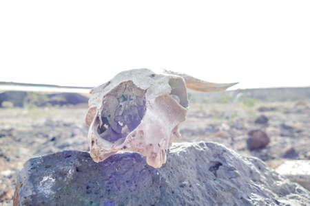 Dry Goat Skull Bone, Goat Skull background in the desertの写真素材