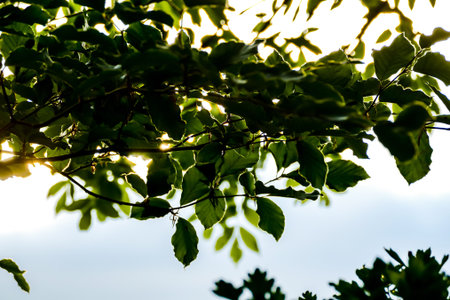 green leaves and blue sky, in Sweden Scandinavia North Europe