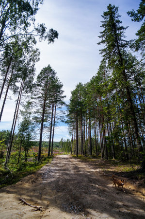 road in forest, in Norway Scandinavia North Europe