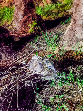 moss covered rocks , image taken in Veneto, Italyの写真素材