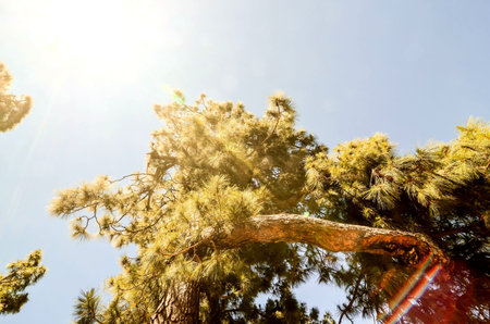 Photo Picture of a Valley in the Canary Islandsの写真素材