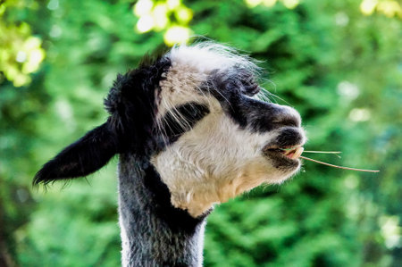 portrait of a goat , image taken in north germany, north europeの写真素材