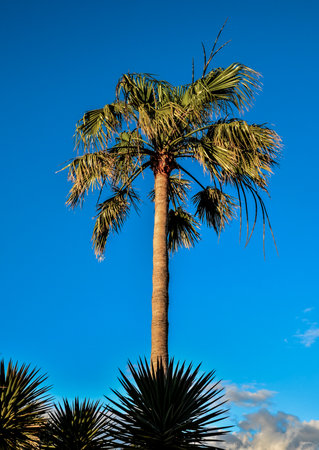 Tropical Canarian Green Palm Leaf Background in Summerの写真素材
