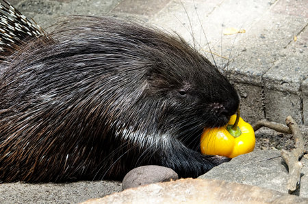 hedgehog in the snow , image taken in north germany, north europeの写真素材