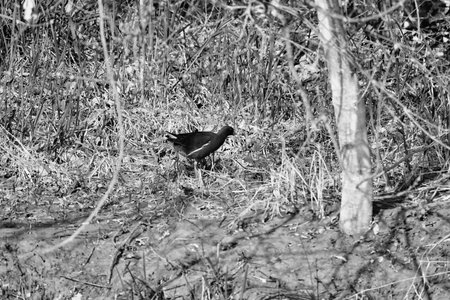 bird on the ground image taken in europe