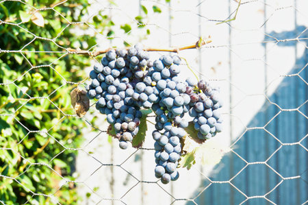 bunch of grapes, photo as a background, digital image
