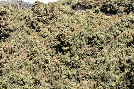 Picture Photo of Green High Pine Tree View