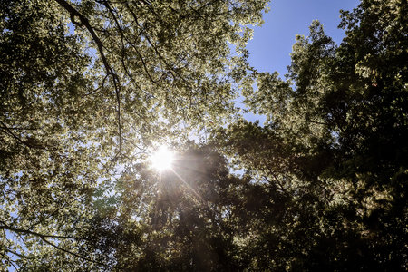 Picture Photo of Green High Pine Tree Viewの写真素材