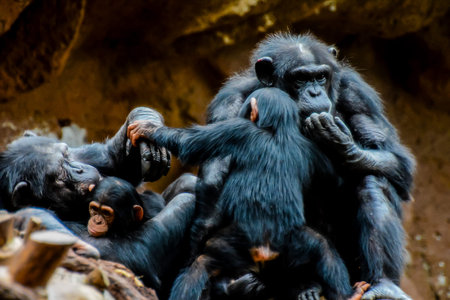 Wild Black Chimpanzee Mammal Ape Monkey Animal