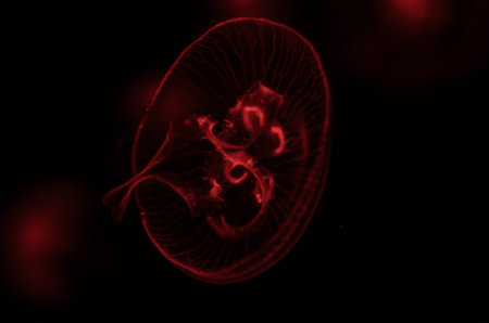 Photo Picture of Some Jellyfish Dangerous Poisonous Jellyfishの写真素材