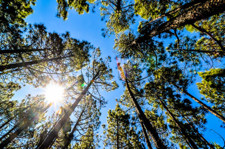 Very High Pine Wood Forest on a Sunny Dayの写真素材