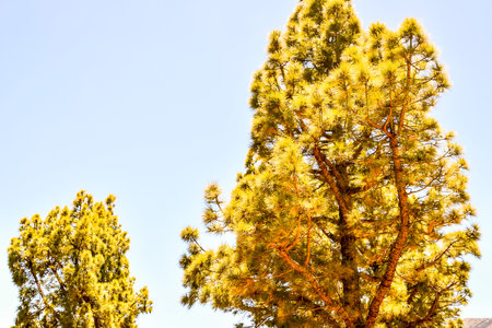 Picture Photo of Green High Pine Tree View