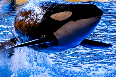 Photo Picture of a Mammal Orca Killer Whale Fishの写真素材