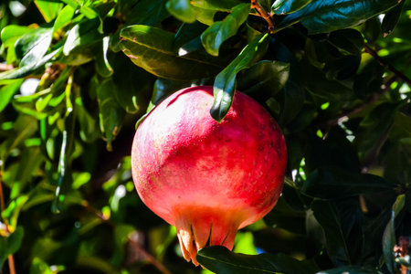 Photo Picture of an Exotic Fruit Red Pomegranate