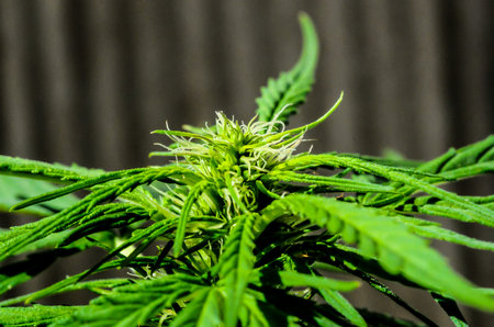 A close up of a marijuana plant with green leaves. The plant is in full bloom and has a strong, earthy smellの写真素材