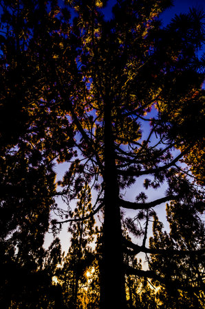 Beautiful Morning Scene in the Forestの写真素材