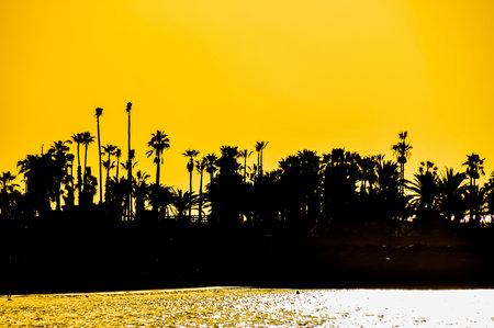 A beautiful sunset over a palm tree forest. The sky is a mix of orange and yellow hues, creating a warm and serene atmosphere. The silhouettes of the palm trees against the sky add a sense of depth, real imageの写真素材