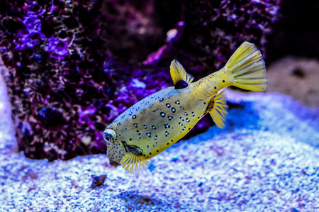 A yellow fish with black spots swimming in a tank. The fish is surrounded by a purple background, real imageの写真素材