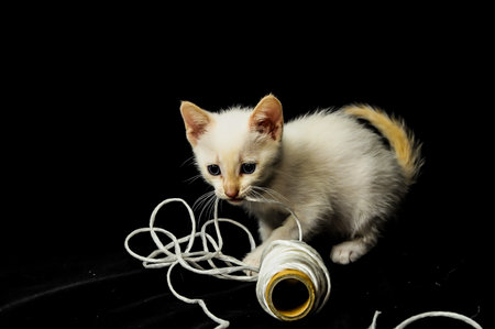 A kitten is playing with a string. The kitten is white and has a black spot on its backの写真素材