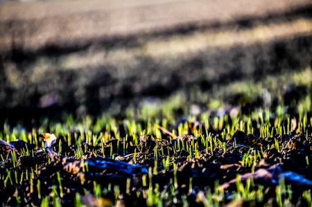 A field of grass with a few leaves scattered aroundの写真素材