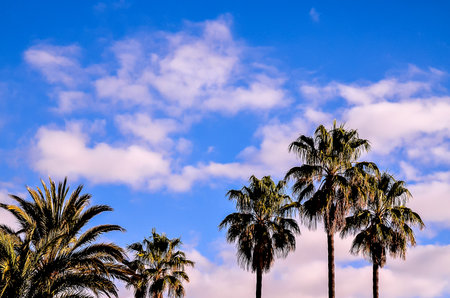 Three palm trees are standing tall in the sky, with a blue sky in the backgroundの写真素材