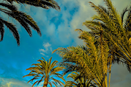 A palm tree is shown in the foreground with a blue sky in the backgroundの写真素材
