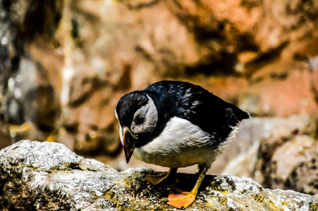 A small black and white bird is standing on a rockの写真素材