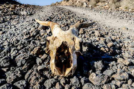 A goat's skull is laying on the ground in a rocky area. The skull is partially exposed, with its mouth and nose visible. Concept of desolation and emptinessの写真素材