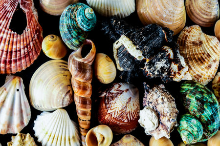 A collection of seashells of various shapes and sizes. The shells are arranged in a way that creates a sense of depth and texture. The image conveys a feeling of the ocean and the beauty of natureの写真素材