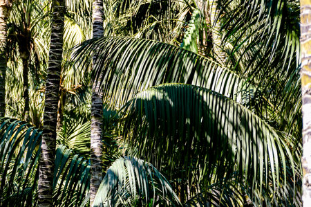 A tall palm tree with many green leaves is the main focus of the image. The tree is surrounded by other palm trees, creating a dense and lush green forest. The sunlight is shining through the leavesの写真素材