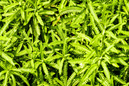 A bunch of green plants with leaves that are pointed and thin. The plants are all the same color and are growing close togetherの写真素材
